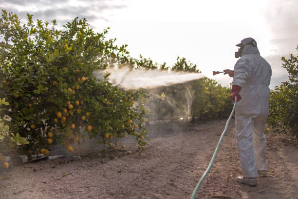 Best Bird Control  in Orangetree, FL