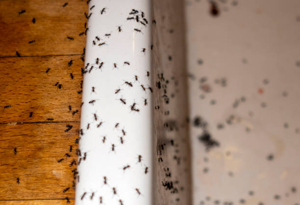 Best Ant Control Services  in Orangetree, FL
