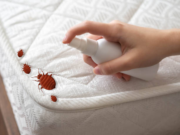 Best Local Pest Control Services  in Orangetree, FL